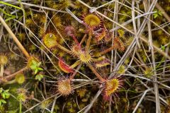 Roundleaf Sundew , Drosera rotundifolia