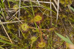 Roundleaf Sundew , Drosera rotundifolia