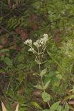 Roundleaf Thoroughwort, Eupatorium rotundifolium