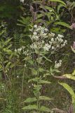 Roundleaf Thoroughwort, Eupatorium rotundifolium