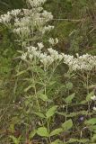 Roundleaf Thoroughwort, Eupatorium rotundifolium