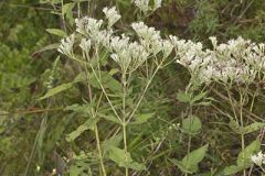 Roundleaf Thoroughwort