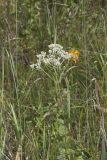 Roundleaf Thoroughwort, Eupatorium rotundifolium