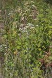Roundleaf Thoroughwort, Eupatorium rotundifolium