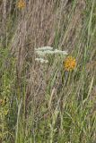 Roundleaf Thoroughwort, Eupatorium rotundifolium