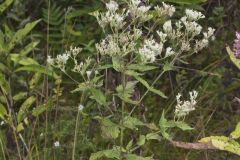 Roundleaf Thoroughwort, Eupatorium rotundifolium