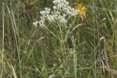Roundleaf Thoroughwort, Eupatorium rotundifolium