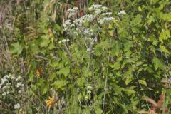 Roundleaf Thoroughwort, Eupatorium rotundifolium