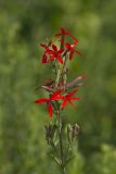 Royal Catchfly, Silene regia