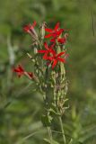 Royal Catchfly, Silene regia