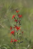 Royal Catchfly, Silene regia
