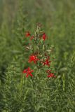 Royal Catchfly, Silene regia