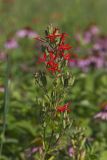Royal Catchfly, Silene regia