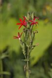 Royal Catchfly, Silene regia