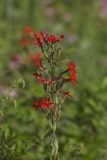 Royal Catchfly, Silene regia