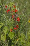 Royal Catchfly, Silene regia