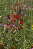 Royal Catchfly, Silene regia