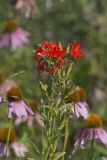 Royal Catchfly, Silene regia