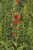 Royal Catchfly, Silene regia