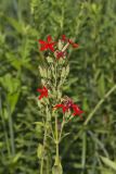 Royal Catchfly, Silene regia