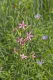 Royal Catchfly, Silene regia