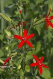 Royal Catchfly, Silene regia