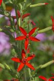 Royal Catchfly, Silene regia