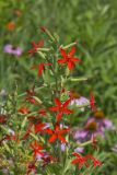 Royal Catchfly, Silene regia