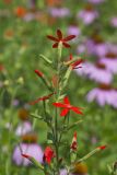 Royal Catchfly, Silene regia