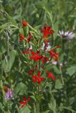 Royal Catchfly, Silene regia