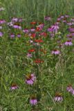 Royal Catchfly, Silene regia