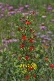 Royal Catchfly, Silene regia
