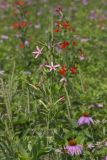 Royal Catchfly, Silene regia