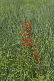Royal Catchfly, Silene regia