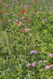 Royal Catchfly, Silene regia