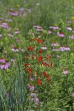 Royal Catchfly, Silene regia