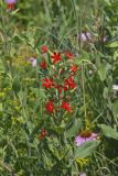 Royal Catchfly, Silene regia