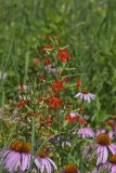 Royal Catchfly, Silene regia