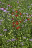Royal Catchfly, Silene regia