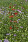 Royal Catchfly, Silene regia