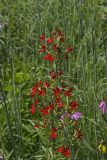 Royal Catchfly, Silene regia