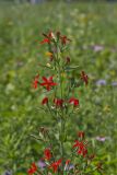 Royal Catchfly, Silene regia