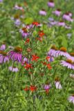 Royal Catchfly, Silene regia