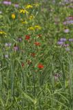Royal Catchfly, Silene regia