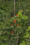 Royal Catchfly, Silene regia