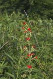 Royal Catchfly, Silene regia