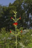 Royal Catchfly, Silene regia
