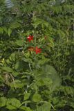 Royal Catchfly, Silene regia