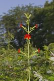 Royal Catchfly, Silene regia