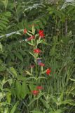 Royal Catchfly, Silene regia
